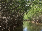 Mangroves in La Boquilla: Cartagena, Colombia